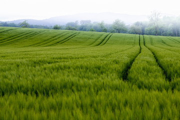 Getreidefeld in Morgenstimmung mit Nebel