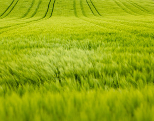 Getreidefeld im Wind