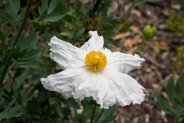 white and yellow flowers of the Matilija poppies