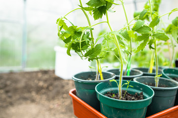 Young fresh seedling of tomatoes in plastic pots. Preparing for the start of planting season. Greenhouse with seedlings in fertilized soil.