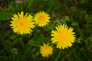 Yellow dandelions on a background of green grass in spring.