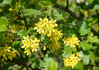 Currant blooms are golden (Ribes aureum Pursh.) - 349030637