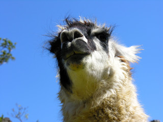 close-up on head of Llama in the Andes