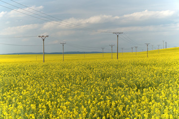 field with high voltage pylons. yellow