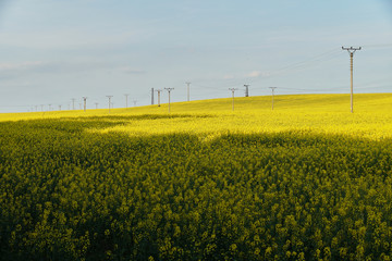 field with high voltage pylons. yellow