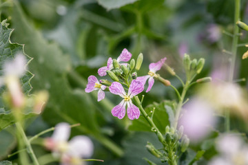 Flower of Wild Radish