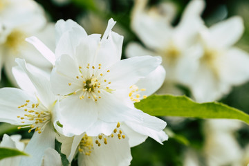 Fototapeta premium Fleur blanche de seringa dans le jardin