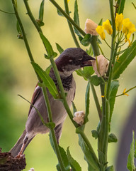 Sparrow (Passer domesticus) looking for food on canola field.