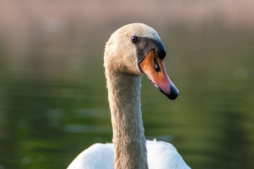 Mute swan (Cygnus olor) side profile photographed during golden hour. Blurred background