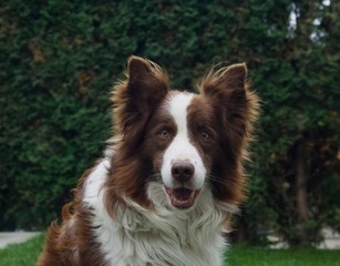 My dog  - Border Collie