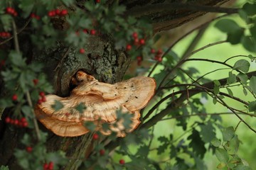 Mushroom on an old tree - nature