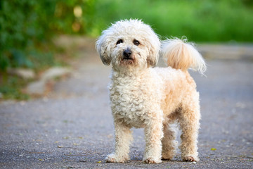 Bichon frise, beautiful white dog 