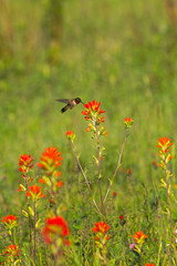 Ruby-throated Hummingbird (Archilochus colubris) Feeds on Castilleja Wildflower Summer