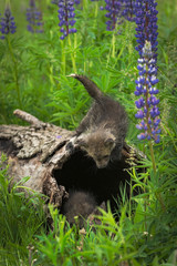 Red Fox (Vulpes vulpes) Kit Looks Down at Sibling Inside Log Summer