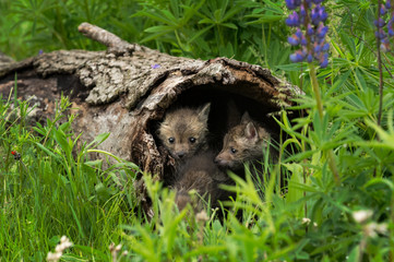 Red Fox (Vulpes vulpes) Kits Sit Inside  Log Summer