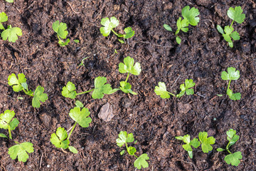 tiny green seedlings in a nursery in a greenhouse in the spring