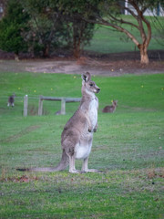 Naklejka na ściany i meble Kangaroos at sunset in field grazing Australia joey