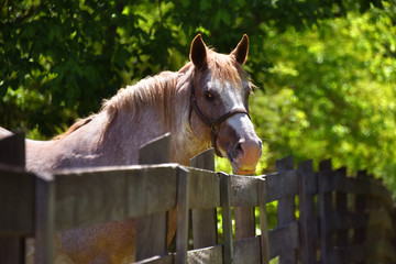 Doleful Gaze From Fenced in Horse