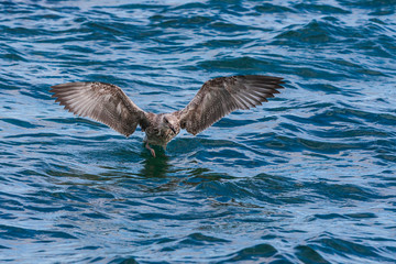Gray and white seagull with outstretched wings on the sea