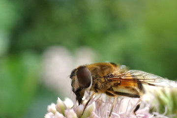 Nahansicht einer Schwebfliege