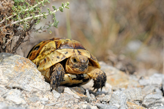 Baby-Schildkröten 이미지 – 찾아보기 13 스톡 사진, 벡터 및 비디오 | Adobe Stock