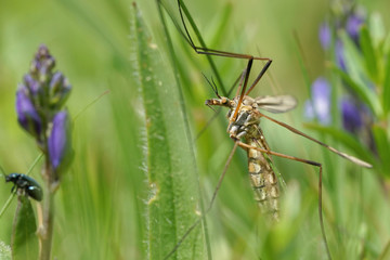 Nahansicht einer Wiesenschnake