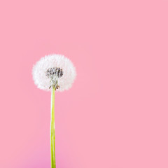 the dandelion on a pink background. Lettering space