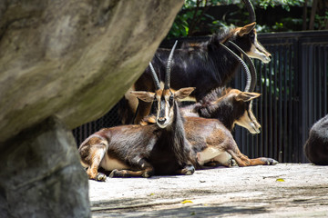 Deers rest on zoo