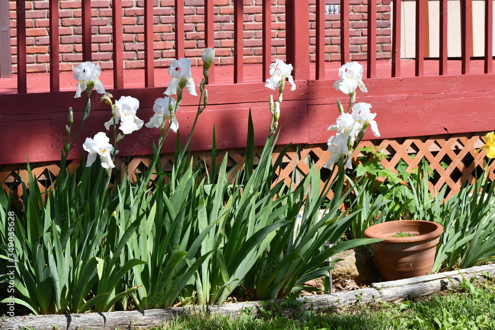 Poster Iris Flowers in a Flower Garden