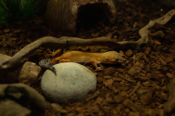 Gecko rest in reptilian, zoo