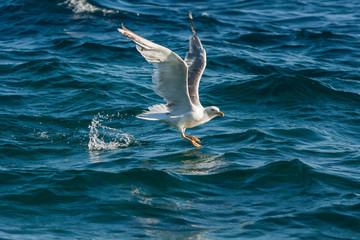 Seagull on the sea while fishing