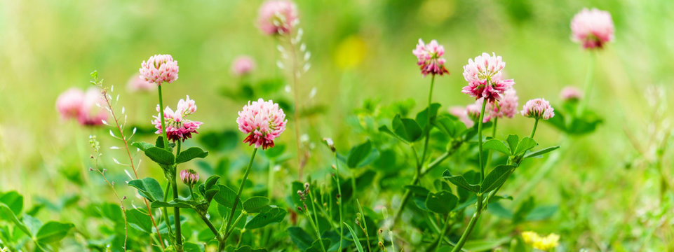 red clover flowers in the wild green grass. Panoramic view of red clover flowers on green color bokeh background