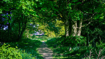 forest in the morning