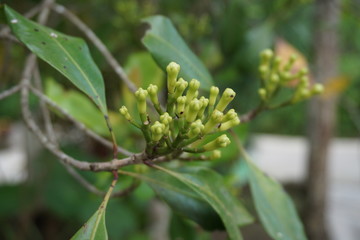 fruit from the clove tree