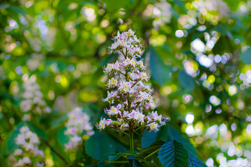 Horse chestnut tree flower