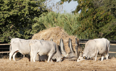 Obraz na płótnie Canvas Chianina cows grazing in central Italy.