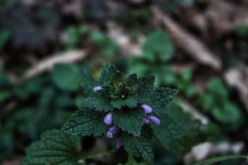 Piantina di sottobosco con fiorellini viola