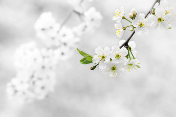 Black and white spring flowers. Highlighting one yellow