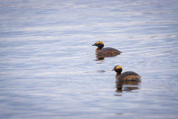 Crowned Grebe Pair
