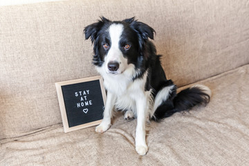 Stay home. Funny portrait of cute puppy dog on couch with letter board inscription STAY AT HOME word. New lovely member of family little dog at home indoors. Pet care animal life quarantine concept.