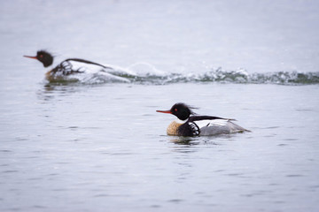 Red Breasted Merganser Mating