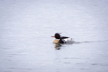 Red Breasted Merganser Male 