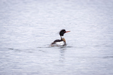 Red Breasted Merganser Male 