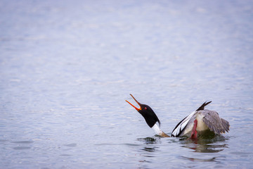 Red Breasted Merganser Male 