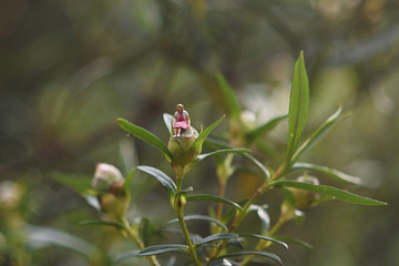 Woman sitting on a flower bud in the countryside, conceptual photo.