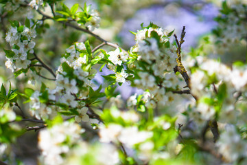 Beautiful flowering tree In the spring. Flowers in April time in the sun. Stock background in nature
