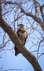 Young Bald Eagle