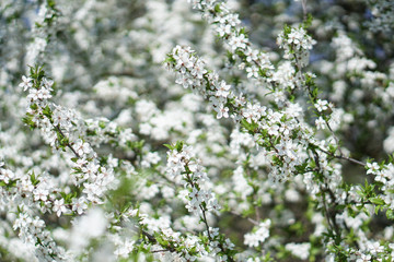 Beautiful flowering tree In the spring. Flowers in April time in the sun. Stock background in nature