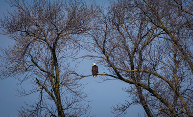 Adult Bald Eagle 