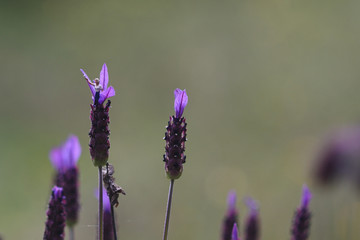 Free and peaceful woman on lavender in the countryside.